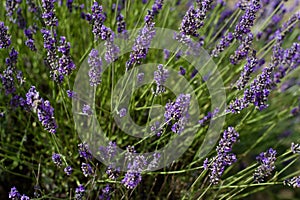 close up of wild lavender flowers in bloom