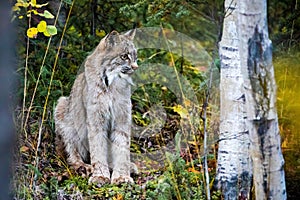 Close up wild lynx portrait in the forest looking away from the camera