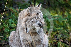 Close up wild lynx portrait in the forest looking away from the camera