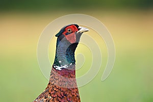 Close up of a wild male pheasant