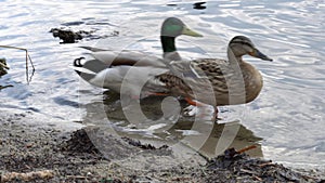 Close-up wild mallard ducks swiming in the river.