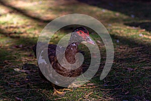 Close up wild Muscovy duck with brown feather and red beak