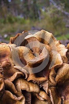 Close up of Wild mushroom cluster.