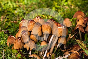 Close up of wild mushrooms growing in garden isolated