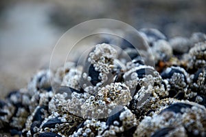 Close up of a wild mussel bed on the beach