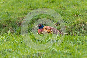 Close up Wild pheasant rooster, Phasianus colchicus, in stunning colorful plumage