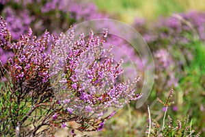 Close up of wild pink heather flowers, Dartmoor UK