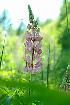 A close up of wild pink Lupinus polyphyllus the large-leaved, big-leaved or many-leaved lupine
