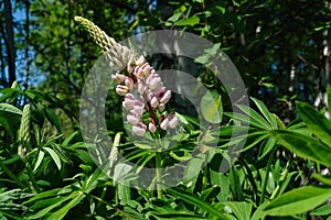 A close up of wild pink Lupinus polyphyllus the large-leaved, big-leaved or many-leaved lupine in the forest photo