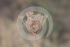 Close-up of wild plant on blurred background. Soft focus