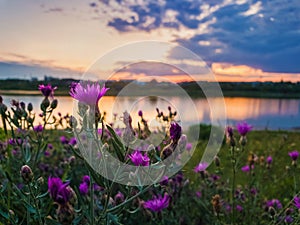 Close up of wild, purple shrub flowers blooming in the meadow near lake over sunset background in a calm summer evening