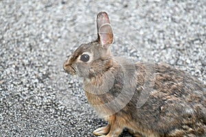 Close up on wild rabbit on the road