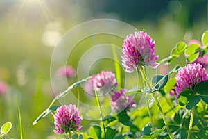 Close up wild red clover in a meadow