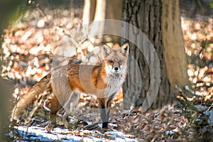 Close-up of a Wild Red Fox Standing in the Sun in a Forest