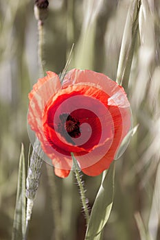 Close-up wild red poppy flower in wheat field