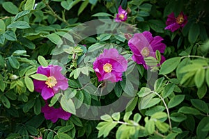 Close-up of wild rose bush with large purple flowers and bright green leafs