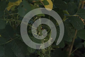 close-up: wild rose stem with thorns on it