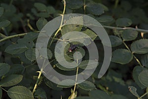 close-up: wild rose stem with thorns and a big flesh fly on it