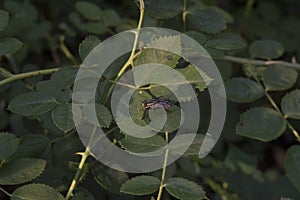 close-up: wild rose stem with thorns and a big flesh fly on it