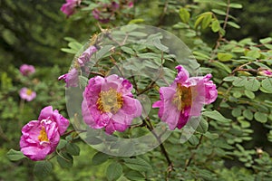 Close-up of wild roses Ban Gulab, Dand Kunja