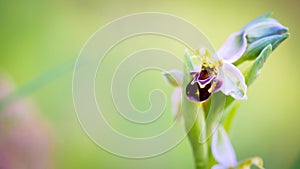 Close up of wild Sicilian orchid