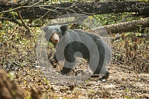 Close up,wild sloth bear, Melursus ursinus, bear in tropical forest, Wilpattu national park, Sri Lanka, wildlife photo trip in