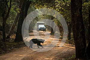 Close up,wild sloth bear, Melursus ursinus, crossing the road in Wilpattu national park, Sri Lanka, wildlife photo trip in Asia,