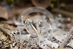 Close up wild small mushrooms or fungicides on the ground background