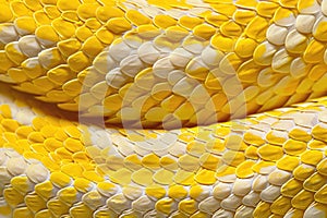 Close up of wild snake python with scales slithering in a circle in nature