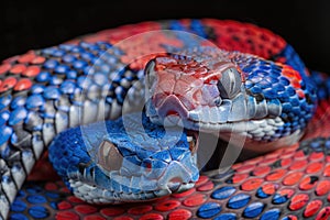 Close up of wild snake with scales slithering in nature