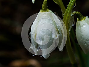 Close-up of a wild Snowdrop flower Galanthus nivalis in rain. Water-drop on a snowdrop, selective focus, macro