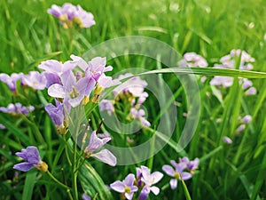 Close up of wild spring flower meadow. Composition of nature