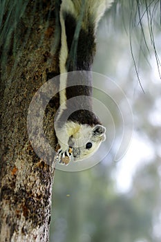 Close up of wild squirrel eating nuts