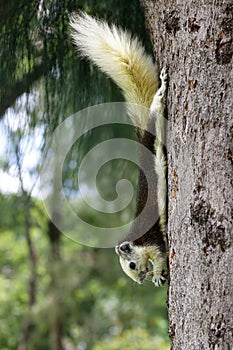 Close up of wild squirrel eating nuts