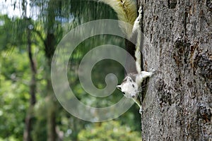 Close up of wild squirrel eating nuts