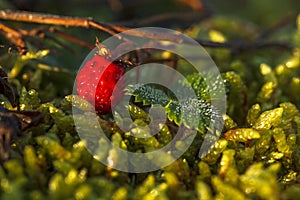 Close up of wild strawberry among dew wet leaves