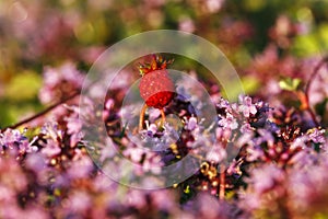 close up of wild strawberry (Fragaria vesca) among Thymus serpyllum