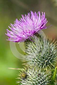 Close up of wild thistle