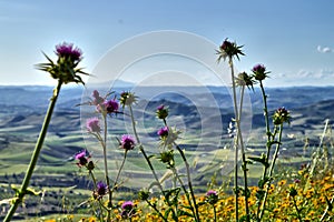 Close-up of Wild Thistles in Bloom Typical of the Macchia Mediterranea, Sicilian Landscape, Italy, Europe photo