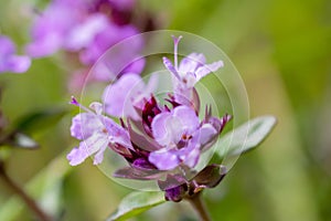 Close-up wild thyme pink flowers