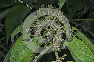 close up of the wild trema orientalis tree plant