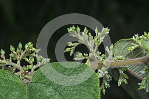 close up of the wild trema orientalis tree plant