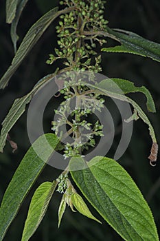 close up of the wild trema orientalis tree plant