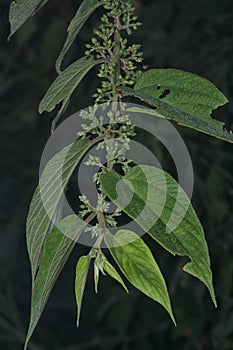 close up of the wild trema orientalis tree plant