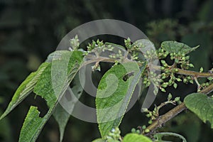 close up of the wild trema orientalis tree plant