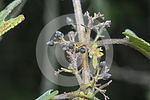 close up of the wild trema orientalis tree plant