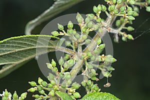 close up of the wild trema orientalis tree plant