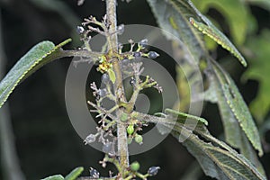 close up of the wild trema orientalis tree plant