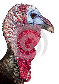 Close-up of Wild Turkey, Meleagris gallopavo