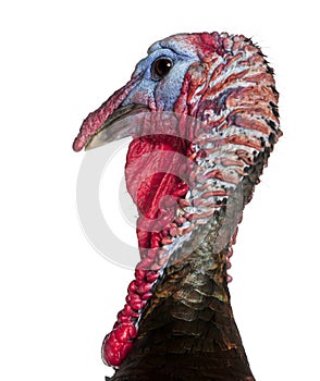 Close-up of Wild Turkey, Meleagris gallopavo